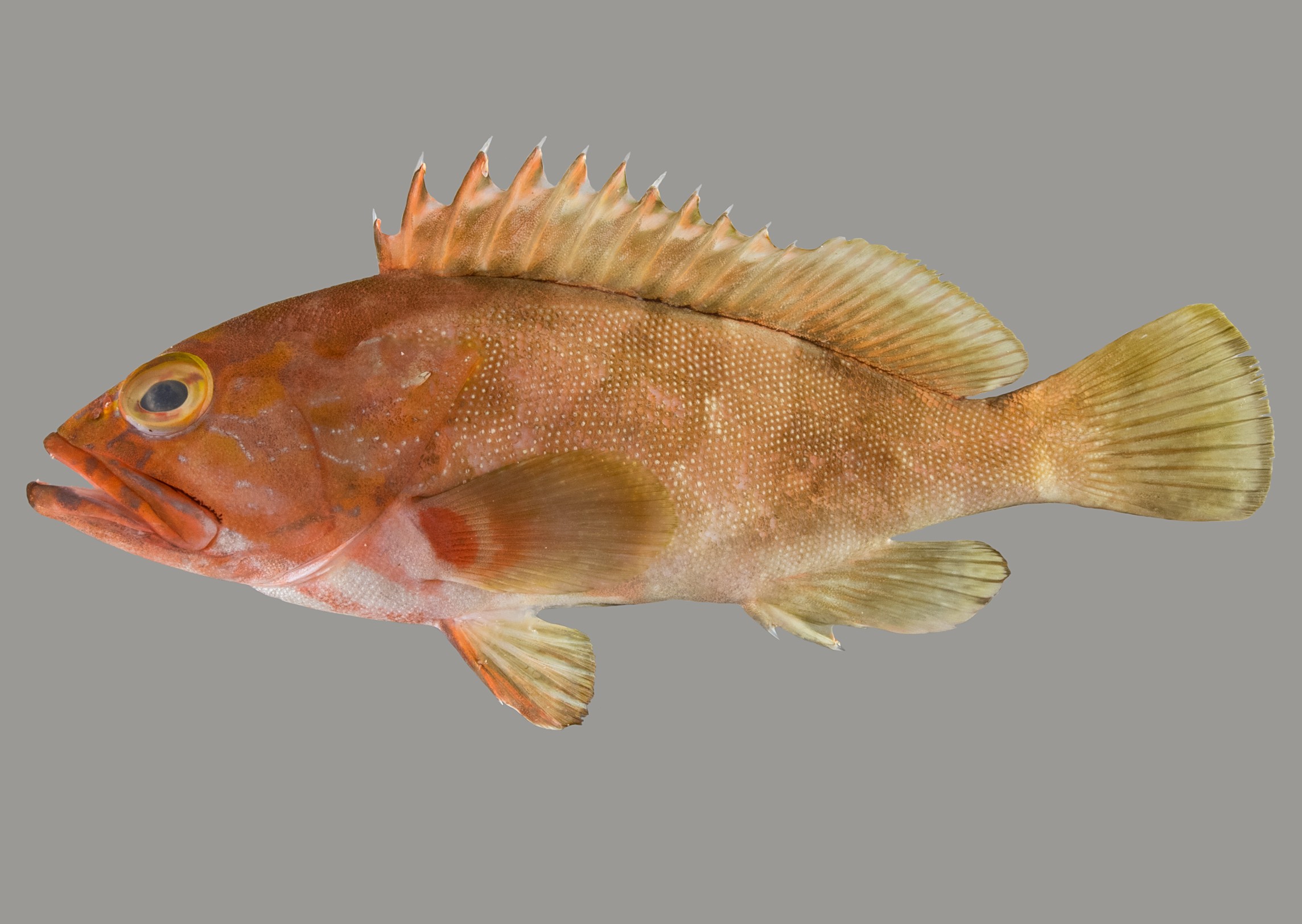 Epinephelus rivulatus, 16 cm SL, Socotra: Hadibo; S.V. Bogorodsky & U. Zajonz